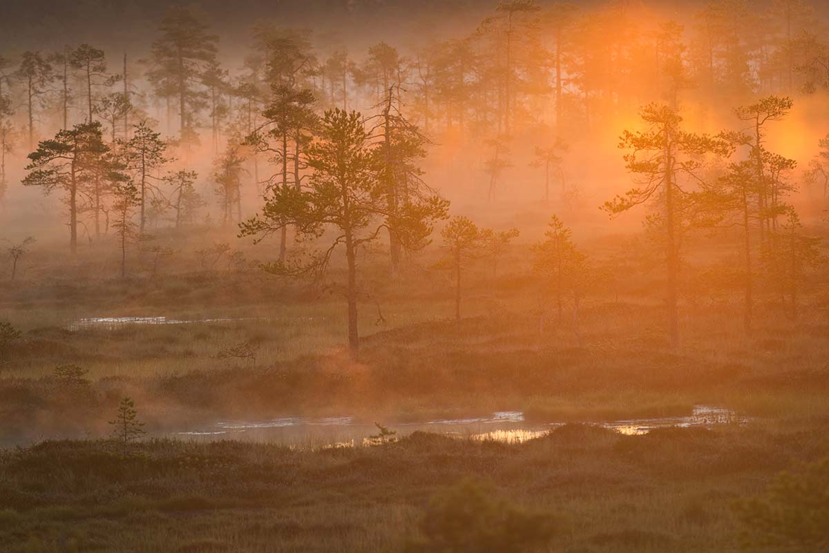 Sarasuon ennallistaminen